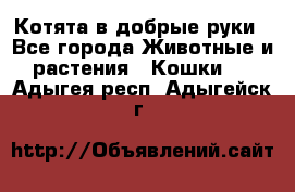 Котята в добрые руки - Все города Животные и растения » Кошки   . Адыгея респ.,Адыгейск г.